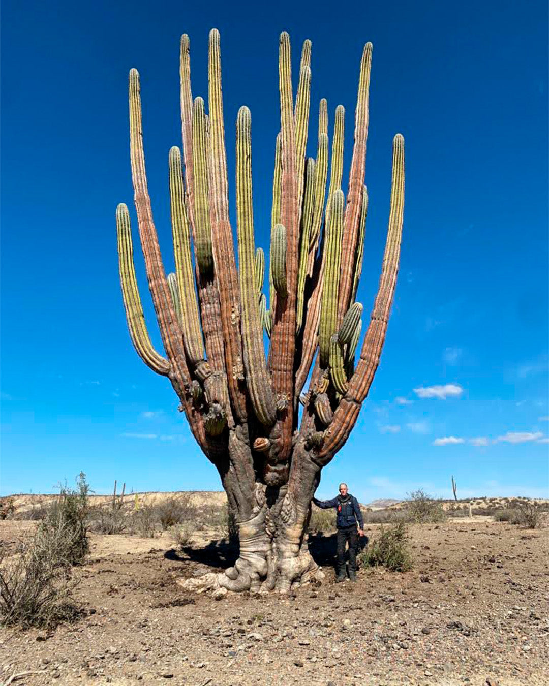 México Baja California Mayo