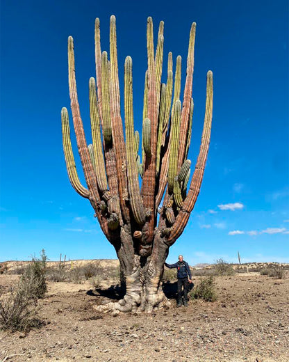 RESERVA Viaje México Baja California Mayo